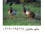 فروش جوجه اردک