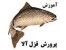 تغذیه ماهی قزل الا