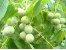 طرح توجیهی احداث باغ پسته و باغ زیتون