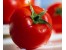 آموزش پرورش گوجه فرنگی/اصل