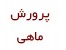 پرورش ماهی قزل آلا جدید