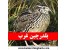 خرید و فروش بلدرچین
