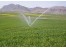 طرح توجیهی زراعت گیاهان علوفه ای -- بسته کشاورزی + بسته های مشابه