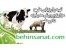 تهیه طرح توجیهی پرورش دام و طیور و آبزیان www.behinsanat.com