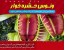 گیاه حشره خوار یا گیاه مگس خوار یا گیاه گوشت خوار
