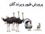 مجموعه راهنمای جامع پرورش پرندگان و طیور: مرغ،بوقلمون،کبک، شترمرغ و بلدرچین- طرح های توجیهی (حاوی 7cd)