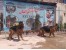کلینیک دامپزشکی دکتر مهرور