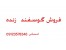فروش گوسفند زنده