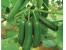 بذر خیار گلخانه ای سوپر گیرداپ