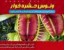 گیاه حشره خوار یا گیاه مگس خوار