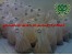 بذر قارچ خوراکی با واریته های گوناگون