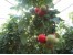 فروش بذر گلخانه ای شمشک