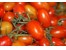 بذر گلخانه ای گوجه کاردلن