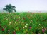 تولید انواع گیاهان گلخانه ای و باغچه ای