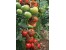 فروش بذر گوجه فرنگی گلخانه ای شرکت یکره