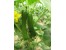 فروش بذر - بذر خیار گلخانه ای