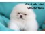 فروش پامر 09125076083
