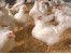 فروش ذرت /سویا /جو/سبوس گندم/خوراک مرغ گوشتی/خوراک کپور ماهیان/تفاله چغندر قند و باگاس نیشکر