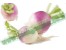 بذر شلغم سفید وبنفش02632222504