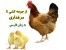 آموزش مرغداری از جوجه تا انته