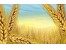 واردات گندم دامی