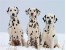 فروش سگ دالمیشن ,توله دالمیشن, , Dalmatian