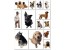 فروش سگ یورکشایرتریر, توله سگ یورکشایرتریر, Yorkshire Terrier