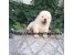 فروش سگ چاو چاو , فروش توله چاو چاو , chow chow
