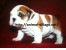 فروش سگ بولداگ - توله بولداگ وارداتی - خرید سگ بولداگ - bulldog