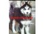 خرید سگ هاسکی , خرید و فروش انواع سگ , Siberian Husky,فروش هاسکی نر و ماده