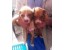 فروش توله پیت بول - pitbull
