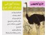 مجموعه کامل آموزش پرورش شترمرغ +( طرح توجیهی اقتصادی جهت اخذ وام)