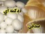 فروش بذر قارچ و کمپوست آماده قارچ صدفی