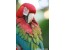 خرید و فروش پرندگان زینتی سخنگو طوطی مرغ مینا کاسکو