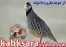 کبوتر تزیینی ماهی کوی کپور گل کوکب فضای سبز