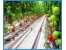 آبیاری قطره ای تحت فشار آبیاری قطره ای