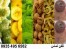 خط کامل تولید چیپس میوه جات و سبزیجات
