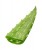 آلوئه ورا aloe vera