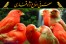 کتابچه همراه معرفی نژاد انواع قناری