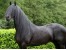 فروش یک رأس اسب سیلمی فریزین Friesian))