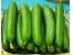پرورش خیار گلخانه ای اورژینال
