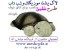 چراغ خواب لاک پشت موزیکال شب تاب میشاپ فا طرح شلمن