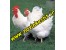 آموزش کاربردی پرورش مرغ گوشتی و تخم گذار
