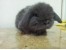 پرورش و فروش خرگوش هلند لاپ holland Lop