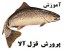 آموزش پرورش ماهی قزل الا