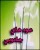 عود سحر آمیز مریم گلی