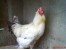 فروش پرندگان زینتی و انواع مرغ و خروس زینتی