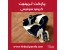 فروش پارکت کرونو سوئیس