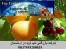 صادرات زردآلوی ارمنستان به عراق،ایران،امارات