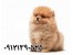 خرید و فروش پامرانین وارداتی - 09121390525 - WWW.DOGPOMER.IR
